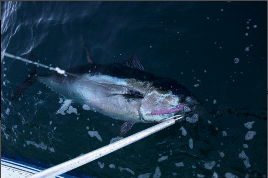 Topwater Mayhem - Tuna on the HOT'S Keiko Ocean Pencil