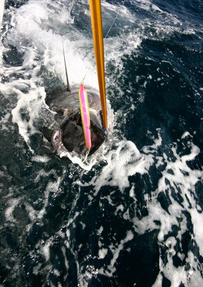 Hot's Keiko Ocean Stick Bait